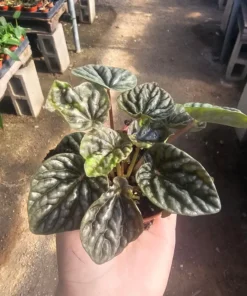 Peperomia Napoli Nights | Radiator Plant | Peperomia | 2in pot