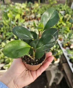 Peperomia clusiifolia Red Margin | Radiator Plant | Peperomia | 2in pot