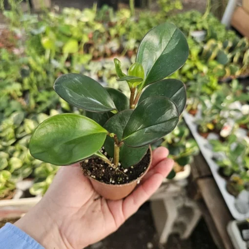 Peperomia clusiifolia Red Margin | Radiator Plant | Peperomia | 2in pot