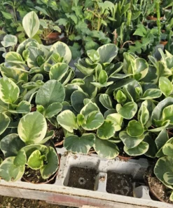 Peperomia obtusifolia | Peperomia Variegated | Radiator Plant | Peperomia | 2in pot