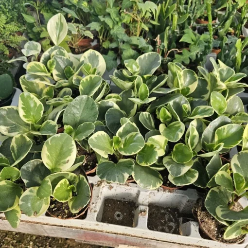 Peperomia obtusifolia | Peperomia Variegated | Radiator Plant | Peperomia | 2in pot