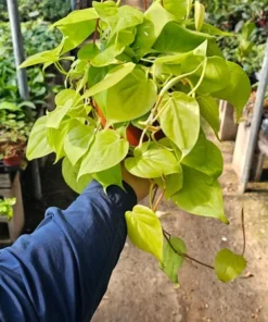 Philodendron Cordatum | 6in pot | Hederaceum | Lemon Lime | Neon cordatum | Lemon Lime foliage | vining house plant in 6in pot