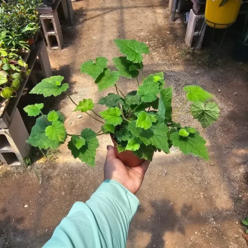 Piggyback Plant 4in potted plant