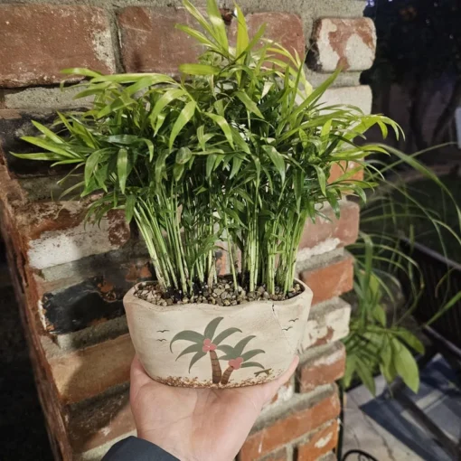 Plant Gift | Potted Plant | Beach Pot | Parlor Palm | Pot with drainage hole | Indoor Palms