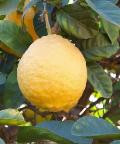 Ponderosa Lemon Tree 2-3ft Large Citrus Plant for Garden or Patio