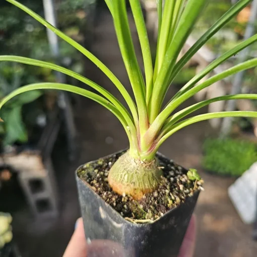 Pony Tail Palm | Beaucarnea multi | 2in tall pot | Beaucarnea Recurvata | Nolina