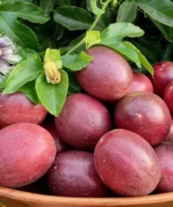 Purple Possum Passionfruit Plant - 4-10 Inch Live Edible Vine - Fast Growing