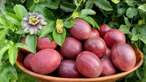 Purple Possum Passionfruit Plant - 4-10 Inch Live Edible Vine - Fast Growing