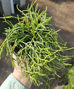 Rhipsalis Baccifera | 2in pot | 4in Pot | Rooted cuttings | Unrooted Cuttings | Rare Tropical Cactus