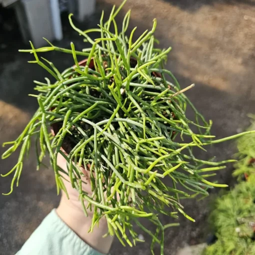 Rhipsalis Baccifera | 2in pot | 4in Pot | Rooted cuttings | Unrooted Cuttings | Rare Tropical Cactus