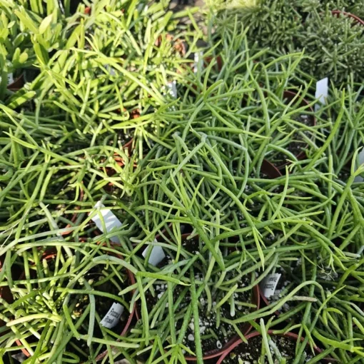 Rhipsalis Floccosa | 2in pot | 4in Pot | Rooted cuttings | Unrooted Cuttings | Rare Tropical Cactus