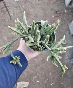 Rhipsalis Horrida | Mouse Tail Cactus | 2in pot | 4in Pot | Rooted cuttings | Unrooted Cuttings | Rare Tropical Cactus