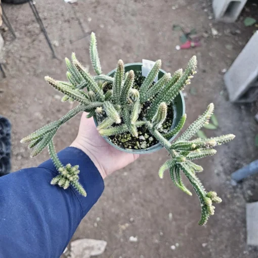 Rhipsalis Horrida | Mouse Tail Cactus | 2in pot | 4in Pot | Rooted cuttings | Unrooted Cuttings | Rare Tropical Cactus