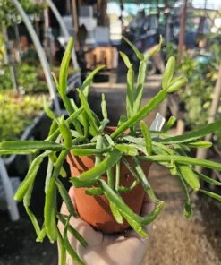 Rhipsalis Paradoxa | Chain Rhipsalis | 2in pot | 4in Pot | Rooted cuttings | Unrooted Cuttings | Rare Tropical Cactus