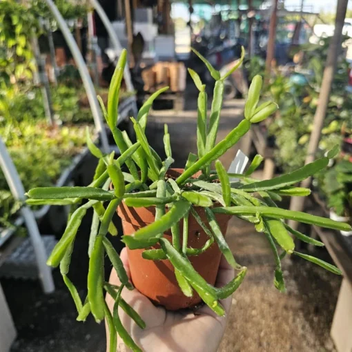 Rhipsalis Paradoxa | Chain Rhipsalis | 2in pot | 4in Pot | Rooted cuttings | Unrooted Cuttings | Rare Tropical Cactus