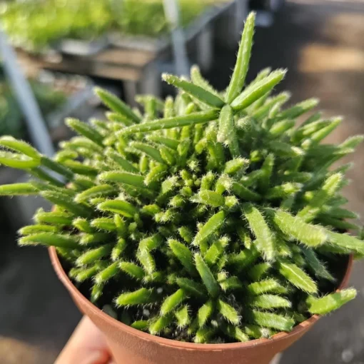 Rhipsalis Prismatica | Rhipsalis teres f. Prismatica | 2in pot | 4in Pot | Rooted cuttings | Unrooted Cuttings | Rare Tropical Cactus