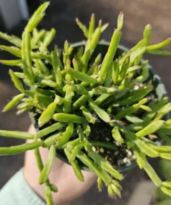 Rhipsalis Trigona | 2in pot | 4in Pot | Rooted cuttings | Unrooted Cuttings | Rare Tropical Cactus