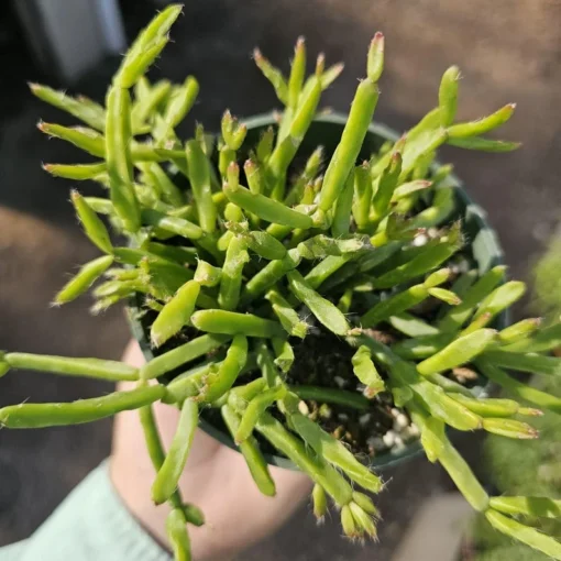 Rhipsalis Trigona | 2in pot | 4in Pot | Rooted cuttings | Unrooted Cuttings | Rare Tropical Cactus