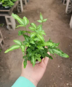 Ribbon Fern | Pteris cretica albolineata | 2in pot