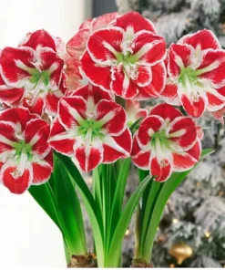 Samba Amaryllis Set of 2 Red and White Large Flowering Bulbs for Garden or Indoor Use