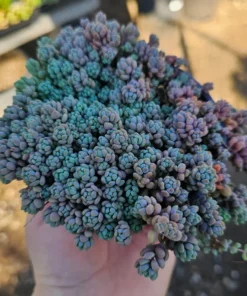 Sedum dasyphyllum | 2in pot