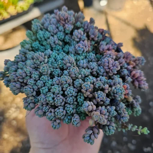 Sedum dasyphyllum | 2in pot