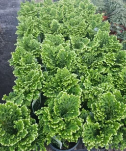 Selaginella | Frosty Fern | 2in pot