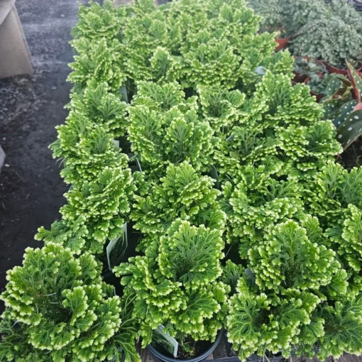 Selaginella | Frosty Fern | 2in pot