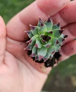 Sempervivum Wildnerness Glow | Hens and Chicks | Houseleeks | Colorful Sempervivum | 4in pot | cuttings