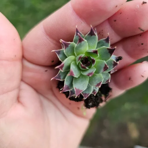 Sempervivum Wildnerness Glow | Hens and Chicks | Houseleeks | Colorful Sempervivum | 4in pot | cuttings