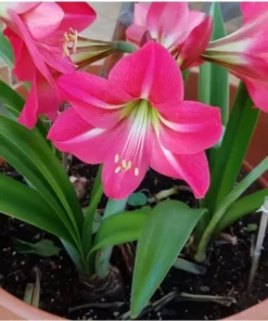 Set of 2 Pink Amaryllis Bulbs – Winter Blooming Flowers for Indoor and Outdoor Décor