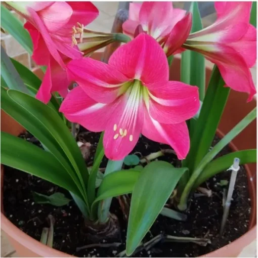 Set of 2 Pink Amaryllis Bulbs – Winter Blooming Flowers for Indoor and Outdoor Décor