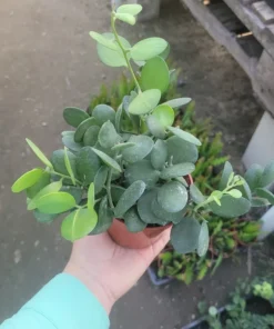 Silver Dollar Plant | Xerosicyos Danguyi | 4in pot | Cuttings | String of Coins | Silver Dollar Succulent