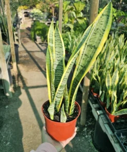 Snake Plant | 6in pot | Sansevieria Yellow Snake Plant | Air Purifying plant