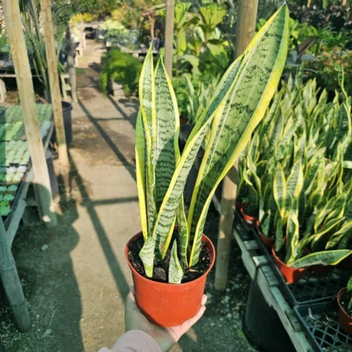 Snake Plant | 6in pot | Sansevieria Yellow Snake Plant | Air Purifying plant