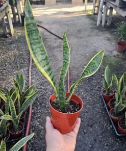 Snake Plant | Sansevieria Yellow Snake Plant | Air Purifying plant 4in pot