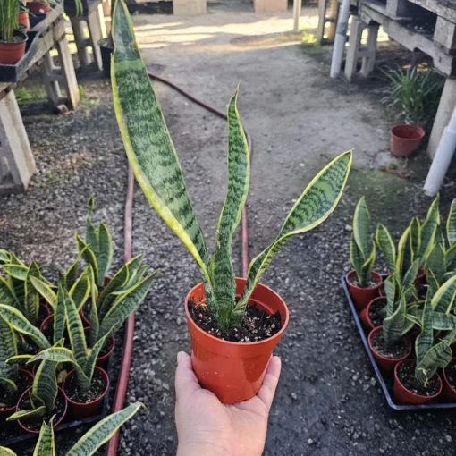 Snake Plant | Sansevieria Yellow Snake Plant | Air Purifying plant 4in pot