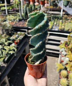 Spiral Cactus | 3.5in pot | Cereus Forbesii Spiralis | Rare Cactus | Rooted Cactus