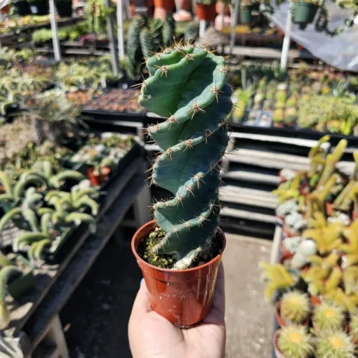 Spiral Cactus | 3.5in pot | Cereus Forbesii Spiralis | Rare Cactus | Rooted Cactus