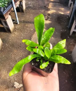 Staghorn Fern | 2in pot | 4in pot