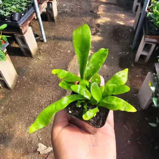 Staghorn Fern | 2in pot | 4in pot