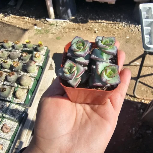 String of Buttons | Necklace Vine | Crassula Perforata | Stacked Crassula | Pagoda Plant | 2in pot