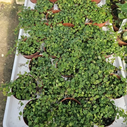 String of Frogs | Ficus Pumila Quercifolia | 2in pot | 3in pot | Trailing Plant | House Plant | Trailing Ficus | Climbing Ficus