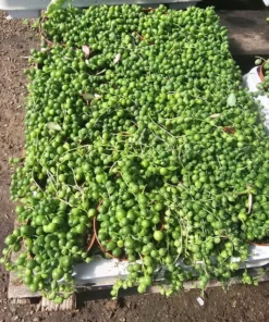 String of Pearls Succlent | SOP | 2.5in pot