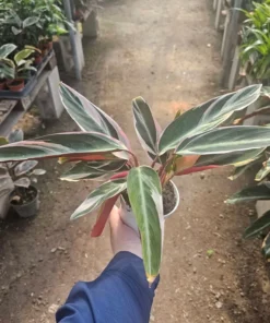 Stromanthe triostar | Stromanthe sanguinea Triostar | 4in pot