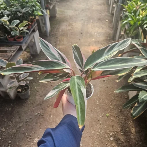 Stromanthe triostar | Stromanthe sanguinea Triostar | 4in pot