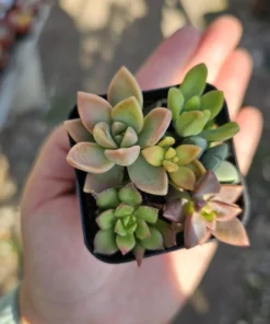 Succulent 2in Combo Pot | Assorted Succulents | Host Gift | Gift for Friend | Party Favors | Wedding favor | Baby shower gift | 2in pot