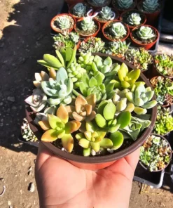 Succulent Combo Pot | Assorted Succulents | Host Gift | Gift for Friend | Party Favors | Wedding favor | Baby shower gift | 4in pot