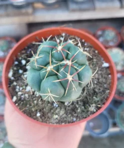 Suncup Cactus | 4in pot | Rare Cactus