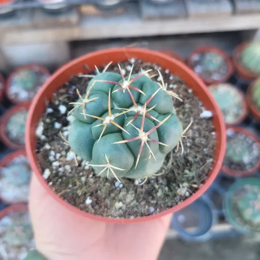 Suncup Cactus | 4in pot | Rare Cactus